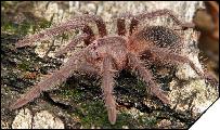 Lasiodora striatipes  3