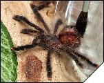 Avicularia avicularia  