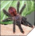 Avicularia avicularia  