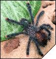 Avicularia geroldi  
