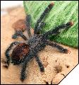 Avicularia geroldi  