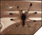 Avicularia geroldi 1L
