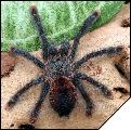 Avicularia sp. Isla Margarita самец ювенил