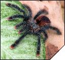 Avicularia sp. Isla Margarita самец ювенил