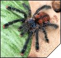 Avicularia velutina малыш 5 линьки