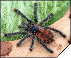 Avicularia velutina малыш 5 линьки