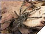 Poecilotheria fasciata  