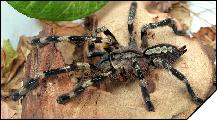 Poecilotheria fasciata  