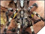 Poecilotheria fasciata  