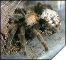 Aphonopelma caniceps   