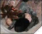 Aphonopelma caniceps   