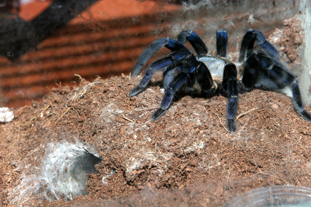  Haplopelma Lividum  