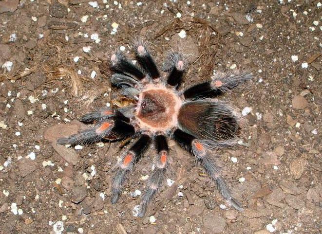 Brachypelma auratum