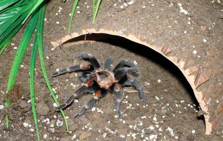 Brachypelma auratum