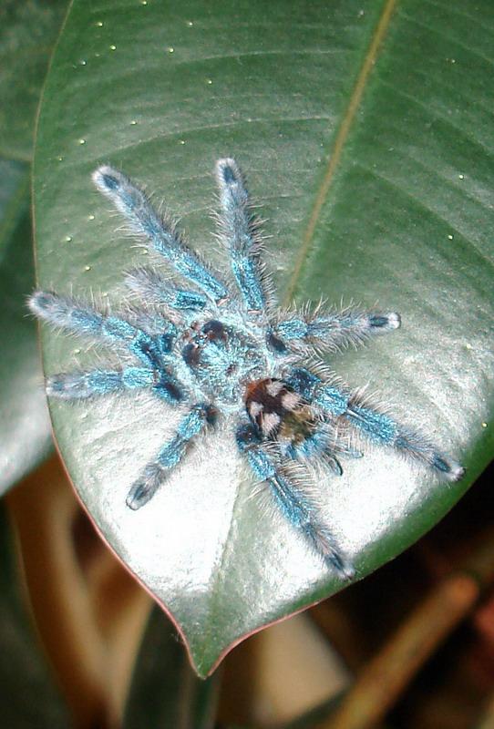 Avicularia versicolor1