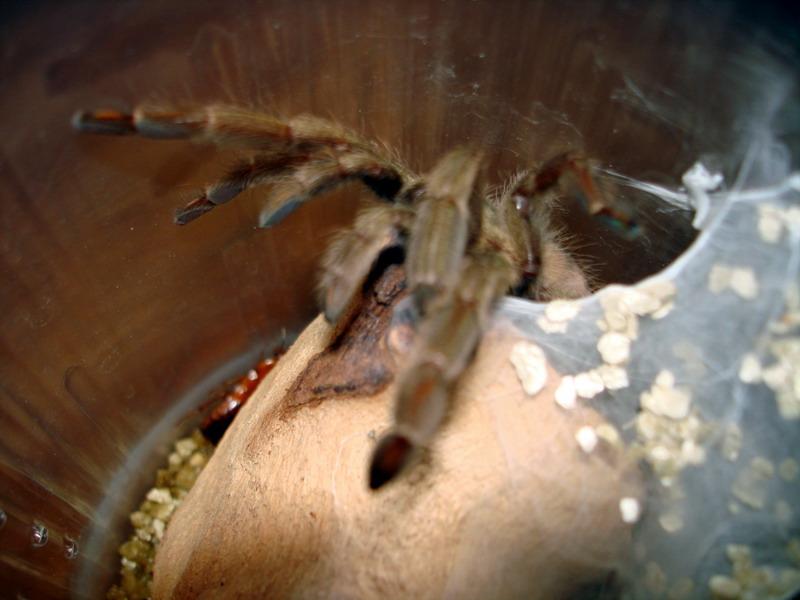 Psalmopoeus cambridgei