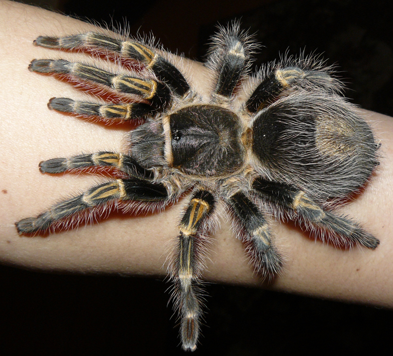 Grammostola aureostriata