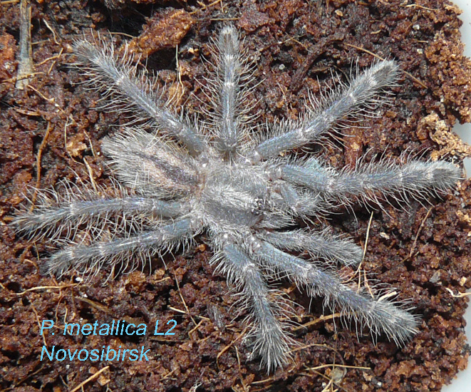 Poecilotheria metallica L2