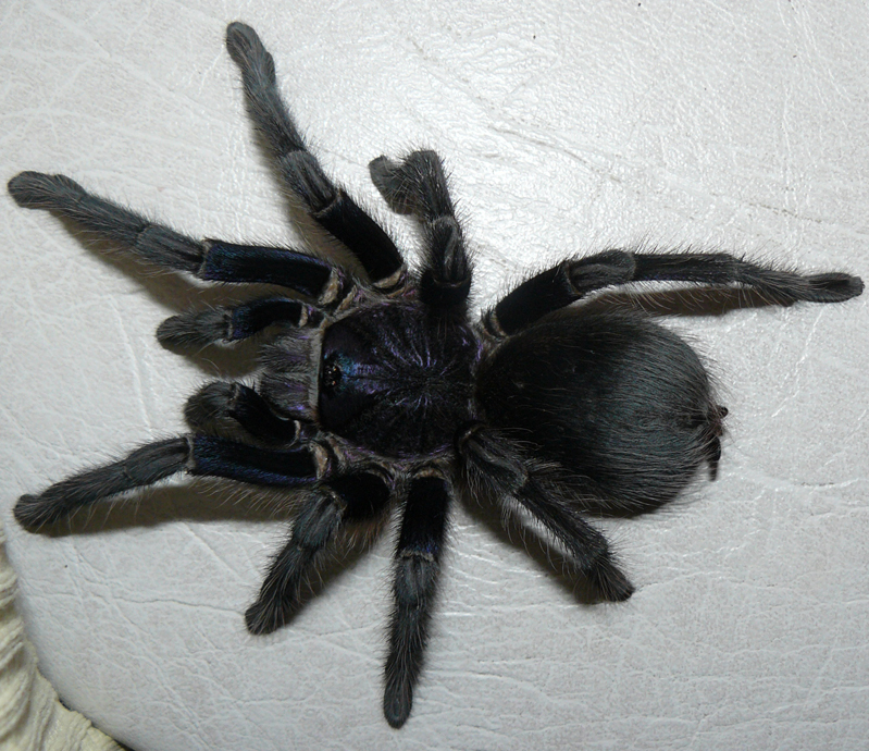 Ph. cancerides cancerides_female