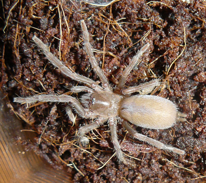 S. philippinus L3