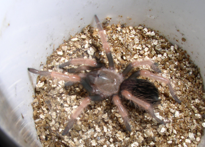 Brachypelma boechmei