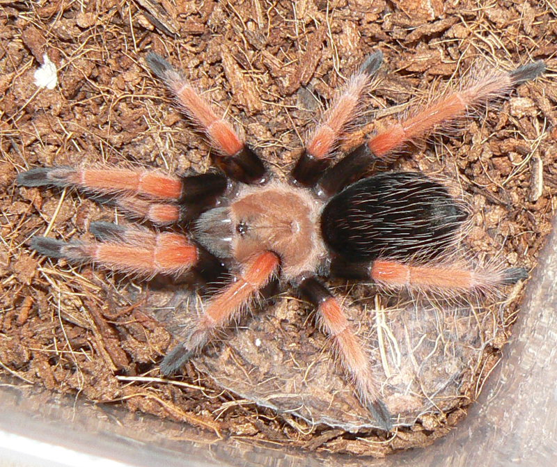 Br. boehmei