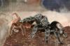 Grammostola actaeon breeding