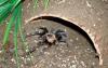 Brachypelma auratum