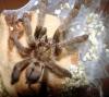 Psalmopoeus cambridgei