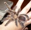 Avicularia urticans