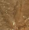сперматека Acanthoscurria geniculata