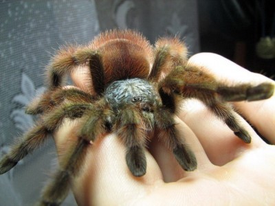 avicularia versicolor .jpg