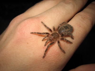 Grammostola Aureostriata 4L.jpg